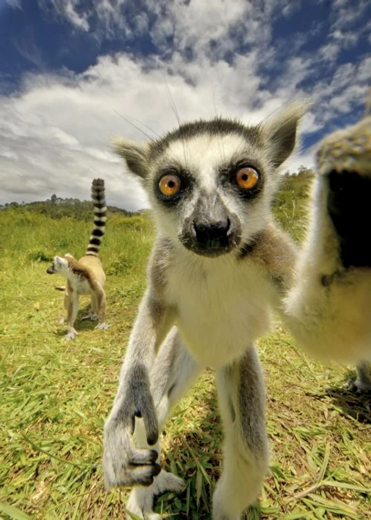 Lemurienii din Madagascar (FOTO CATERS)