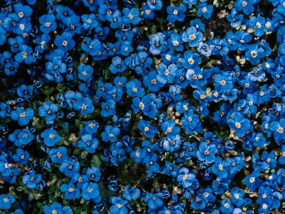 Florile sunt albastreFOTO: Unsplash.com