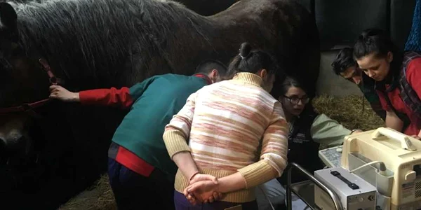 alexandra muresan clinica de ecvine cluj foto stefan lica