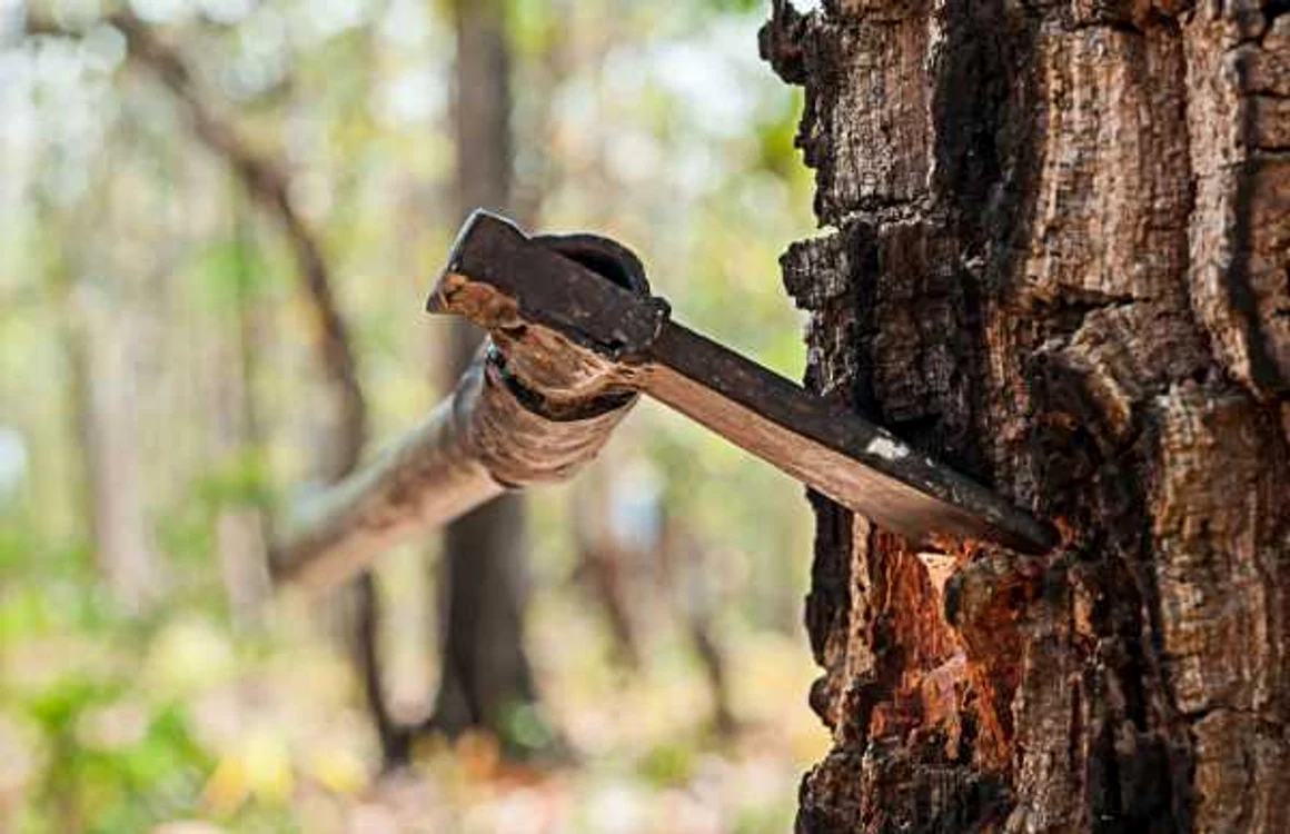 defrişarea pădurilor_Foto_Shutterstock