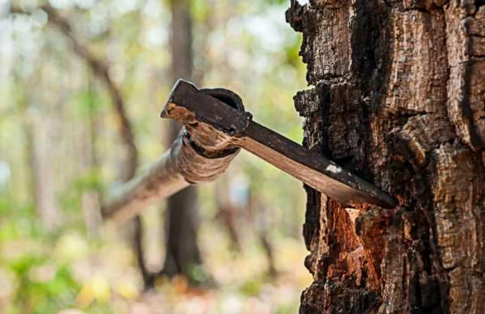 defrişarea pădurilor_Foto_Shutterstock