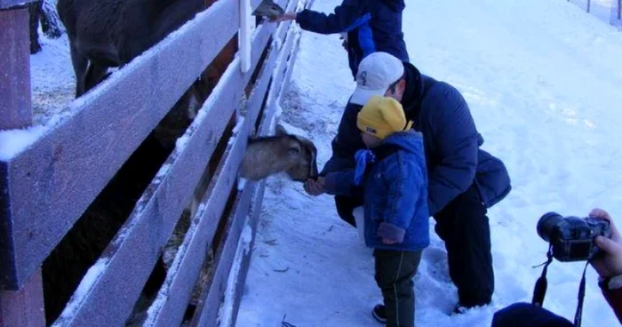 Animalele de la Moara de Vânt așteaptă colindători. FOTO: Arhivă