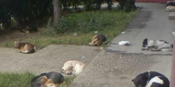 Edilii locali vor să adune toţi maidanezii de pe străzile municpiului