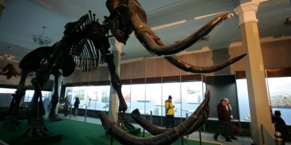 mamut