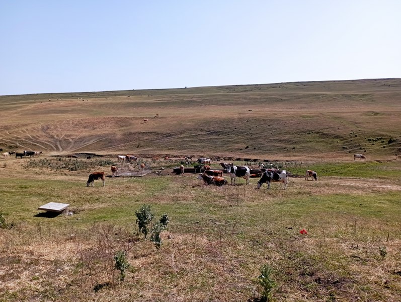 Seceta și lipsa de investiții îi împing pe fermieri în sapă de lemn. „Dacă mai ține așa o lună, oamenii renunță” FOTO