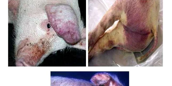 Porci bolnavi de pestă africană FOTO ANSVSA