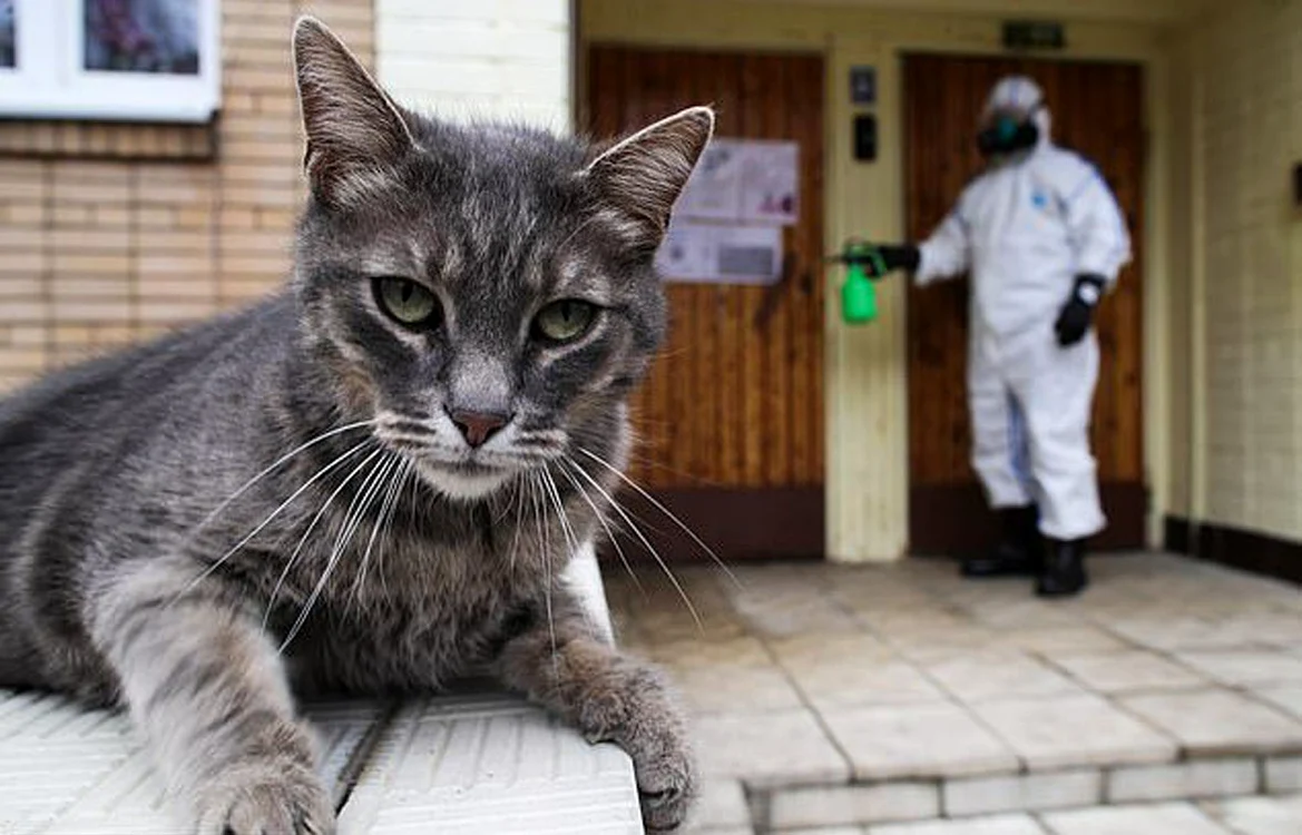 Olea, prima mâţă care a scăpat de virus şi a ieşit din centru