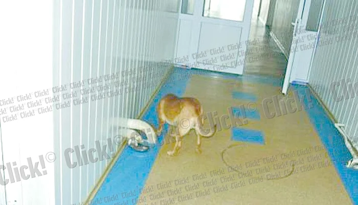 Câinii fără stăpân se simt ca la ei acasă pe holurile spitalului din Găeşti (fotografii: Ionuţ Dima)