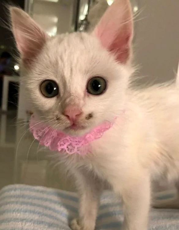 Oana a adoptat și o pisicuță care îi amintește de motanul ei care a murit 