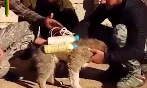 dog jpeg