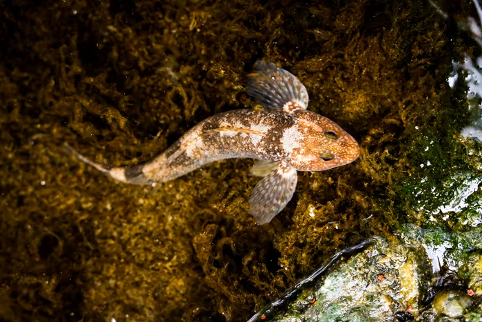 Aspretele identificat în râul Vâlsan. Foto: Facebook Alex Găvan
