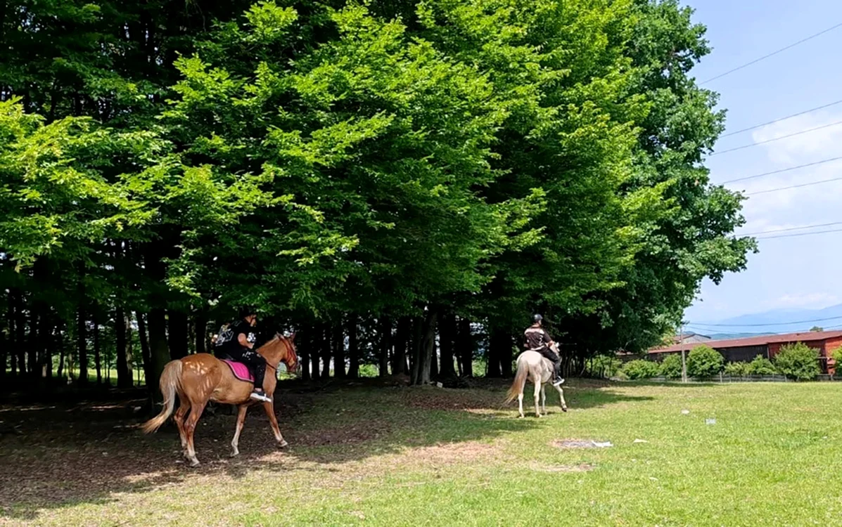 La o plimbare în şa, prin pădure. Foto: Arhivă personală