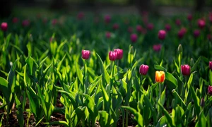 pexels irrabagon 35409287 jpg