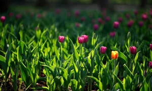 pexels irrabagon 35409287 jpg