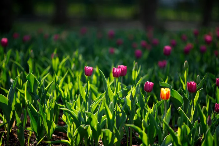 Vremea se încălzește /foto: Pexels