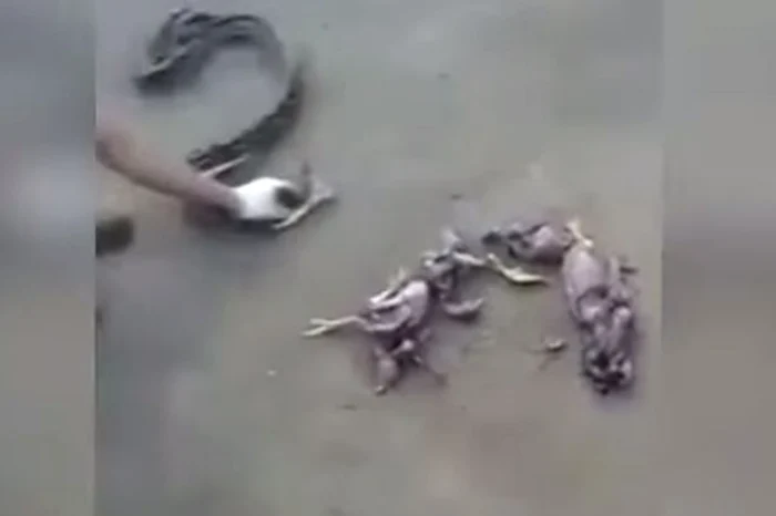 Cu o mână de ajutor, șarpele a scuipat tot ce a mâncat