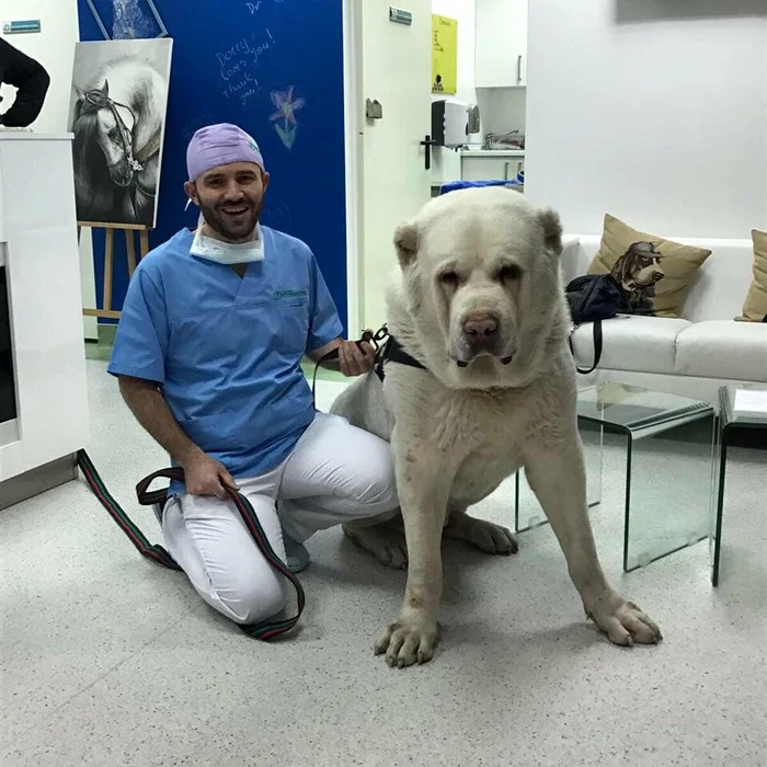 „Uriașul” l-ar putea înghiți inclusiv pe medicul lui, Constantin Ifteme