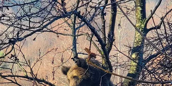 ursulet azuga jpg