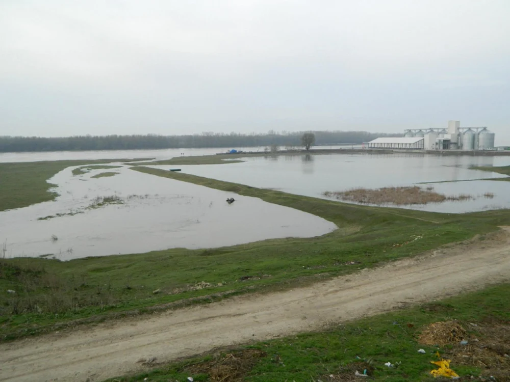 Apele Dunării continuă să acopere aproape 300 de hectare în sudul judeţului Olt... (Foto: Adevărul)