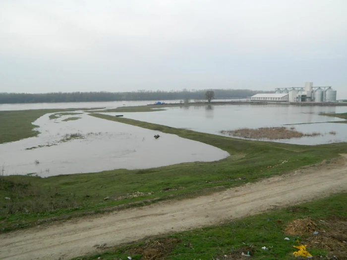 Apele Dunării continuă să acopere aproape 300 de hectare în sudul judeţului Olt... (Foto: Adevărul)