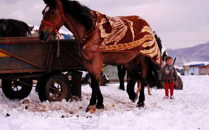 Aproape 200 de suflete se chinuie sa treaca peste iarna 2014-2015 in cocioabe improvizate FOTO:Dragos Hojda/Adevarul