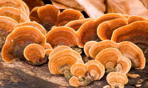 1 62721 original jpg jpeg