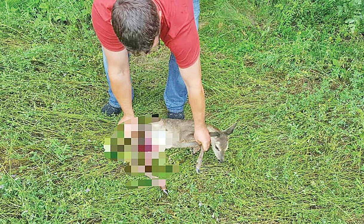 
    Puiul de căprioară  găsit de jandarmi a fost dus la un cabinet veterinar  