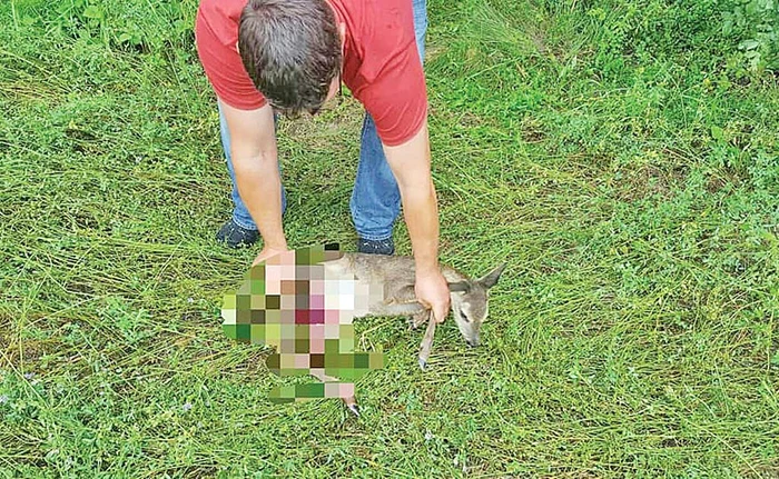 Puiul de căprioară găsit de jandarmi a fost dus la un cabinet veterinar