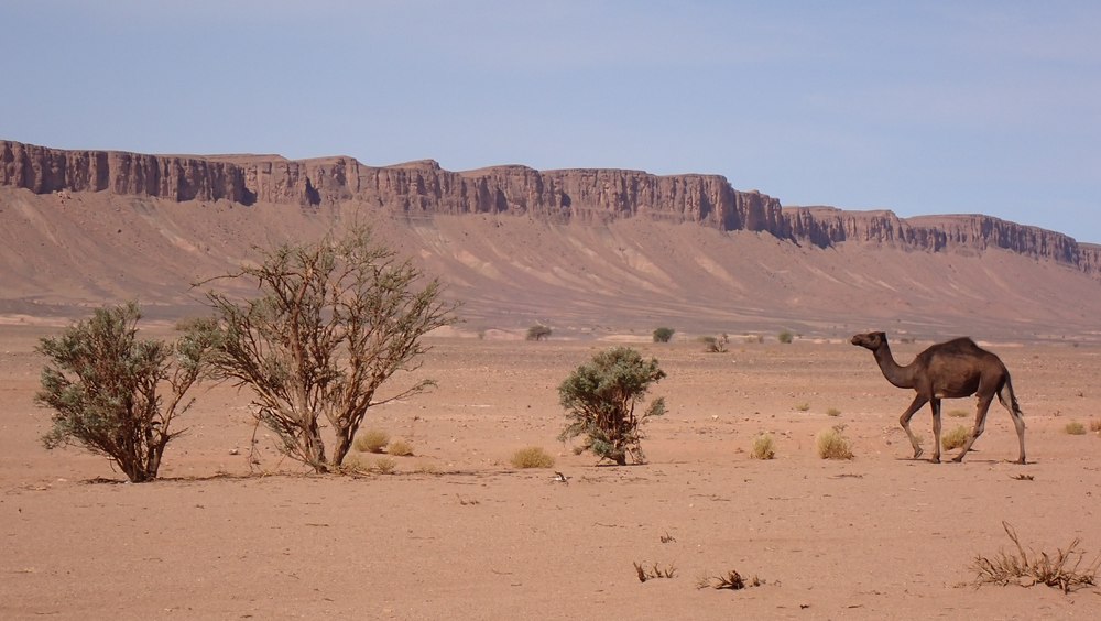 Scriitorul Marius Chivu, despre aventura sa în Deșertul Sahara și în Munții Atlas, într-un nou jurnal de călătorie publicat la Humanitas | FRAGMENT ÎN AVANPREMIERĂ