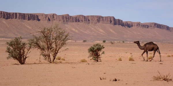 maroc foto marius chivu JPG