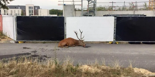 Cerbul hăituit de vânători cu câini s-a prăbuşit pe trotuar în apropierea unui şantier Foto