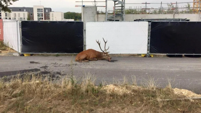 Cerbul hăituit de vânători cu câini Foto: lesoir.be