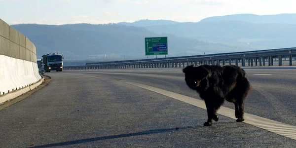 Autostrada Deva - Simeria Veche