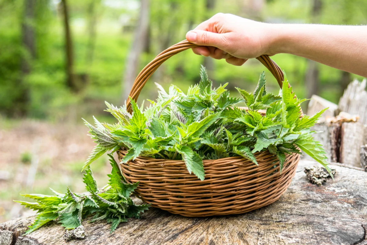 Urzicile combat astenia şi elimină toxinele. Ce alte beneficii importante mai au Urzicile combat astenia şi elimină toxinele. Ce alte beneficii importante mai au