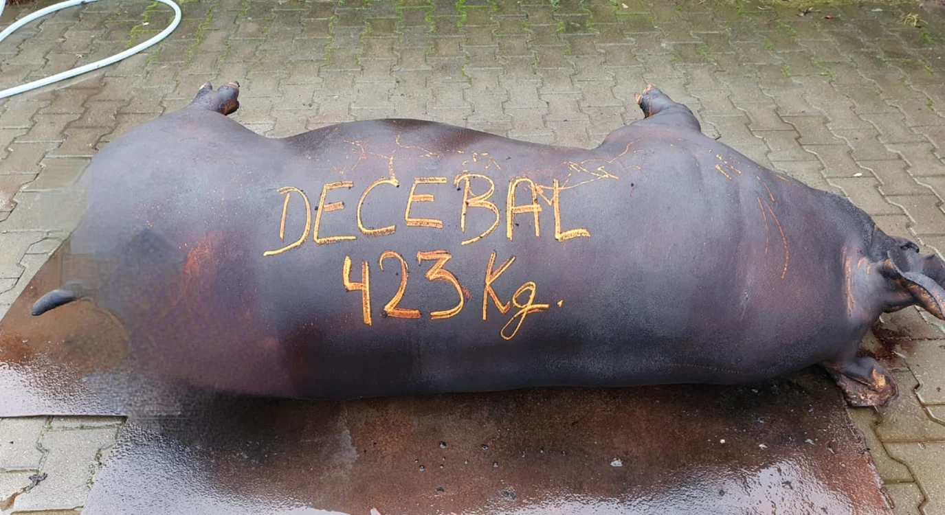 Decebal a cântărit nu mai puțin decât 423 de kilograme FOTO Facebook/ Vio Petrescu