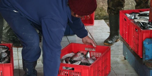 Razii efectuate în mai 2011 (arhivă)