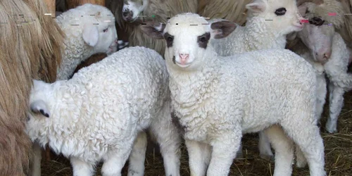 De luni, începe sacrificarea mielilor în Piaţa de Alimente 1