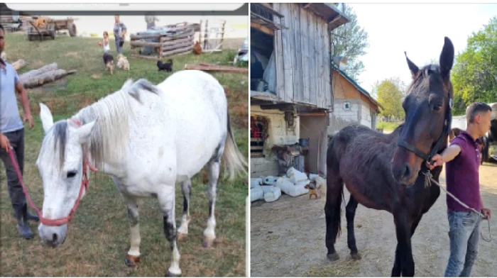 Tina şi Bianca, cele două iepe, savate de la moarte sigură, furate din sanctuarul de la Boldeşti Scăieni FOTO Facebook/Asociaţia Save the Horses România