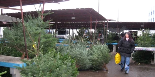 Brazii din pieţele mureşene vor fi aduşi din alte judeţe