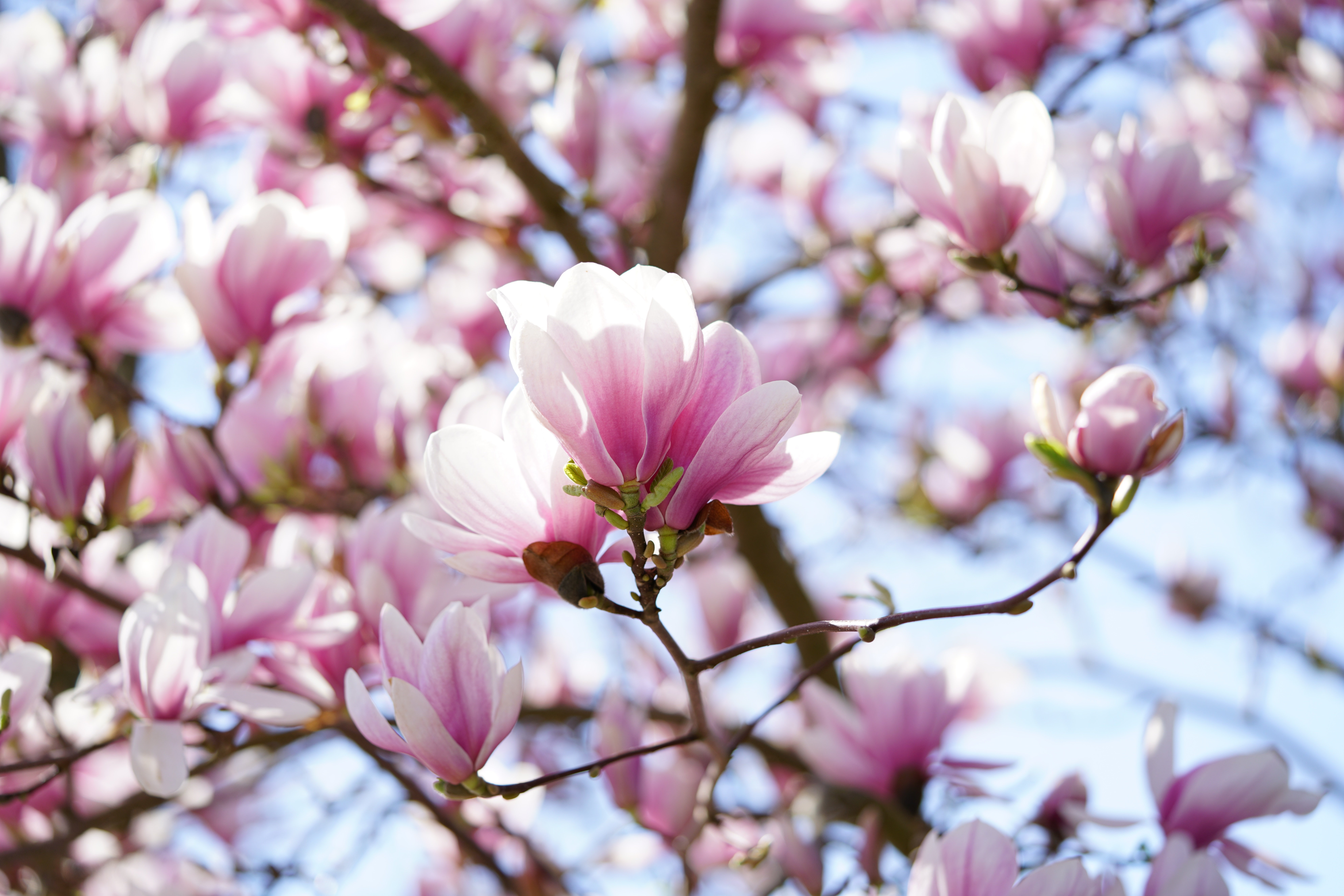 hans tulip magnolia 3164011 jpg