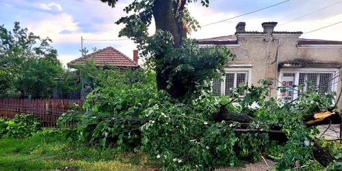 copaci cazuti urtuna giurgiu foto isu giurgiu