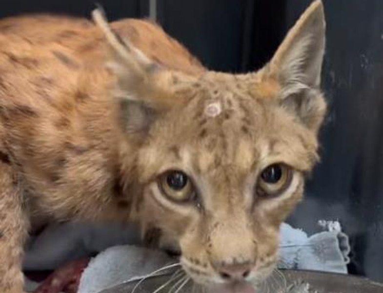O femelă râs a fost eliberată în mediul natural după două luni de tratament în București. Animalul bolnav, găsit ascuns în cotețul găinilor