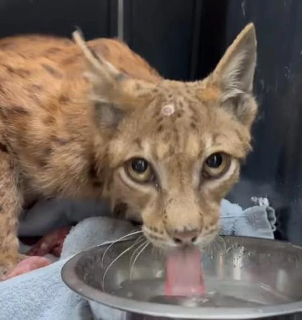 O femelă râs a fost eliberată în mediul natural după două luni de tratament în București. Animalul bolnav, găsit ascuns în cotețul găinilor