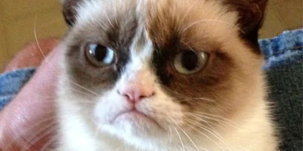 grumpy cat
