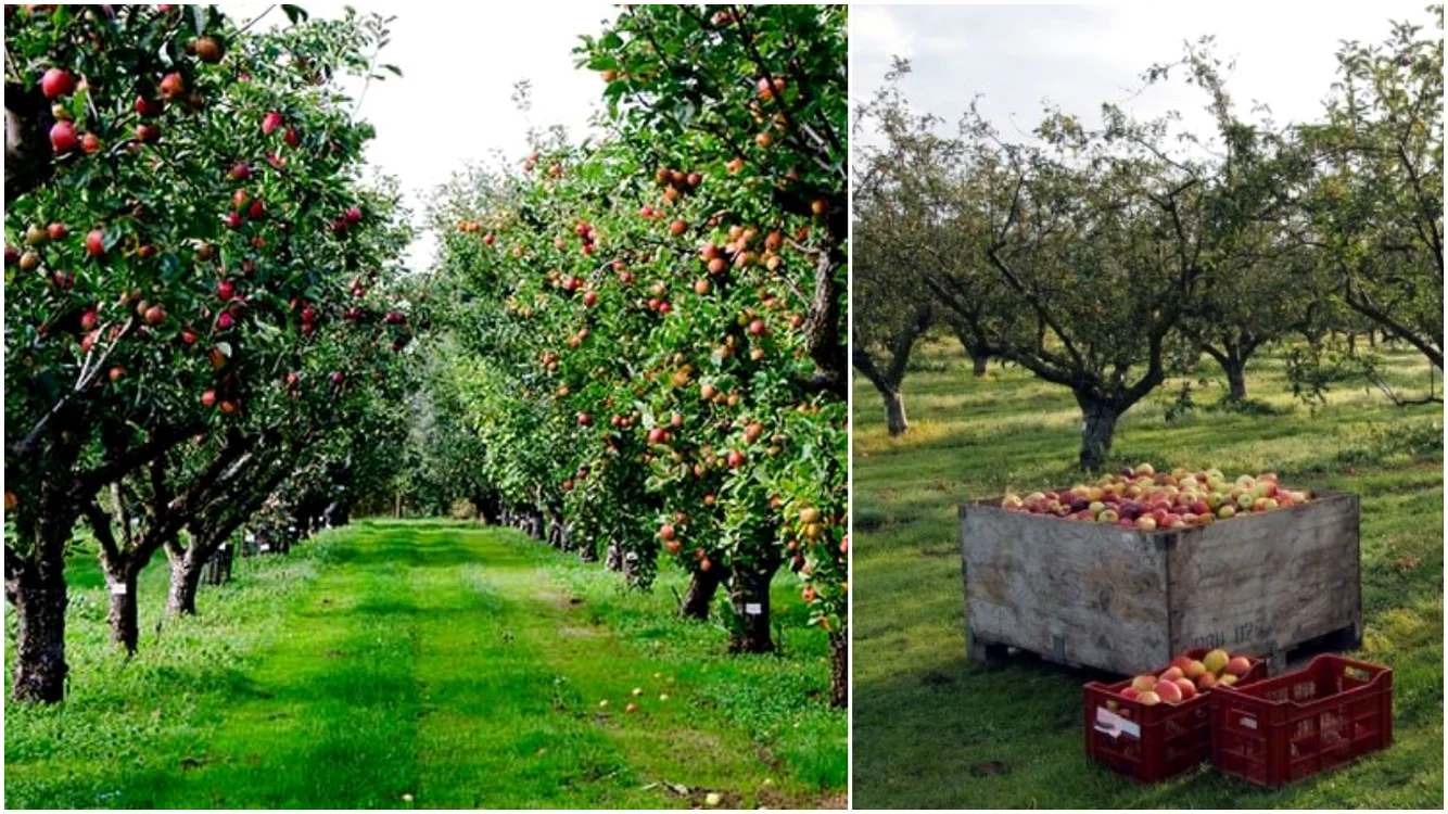 Secretul grădinarilor pentru pomii fructiferi, în luna martie