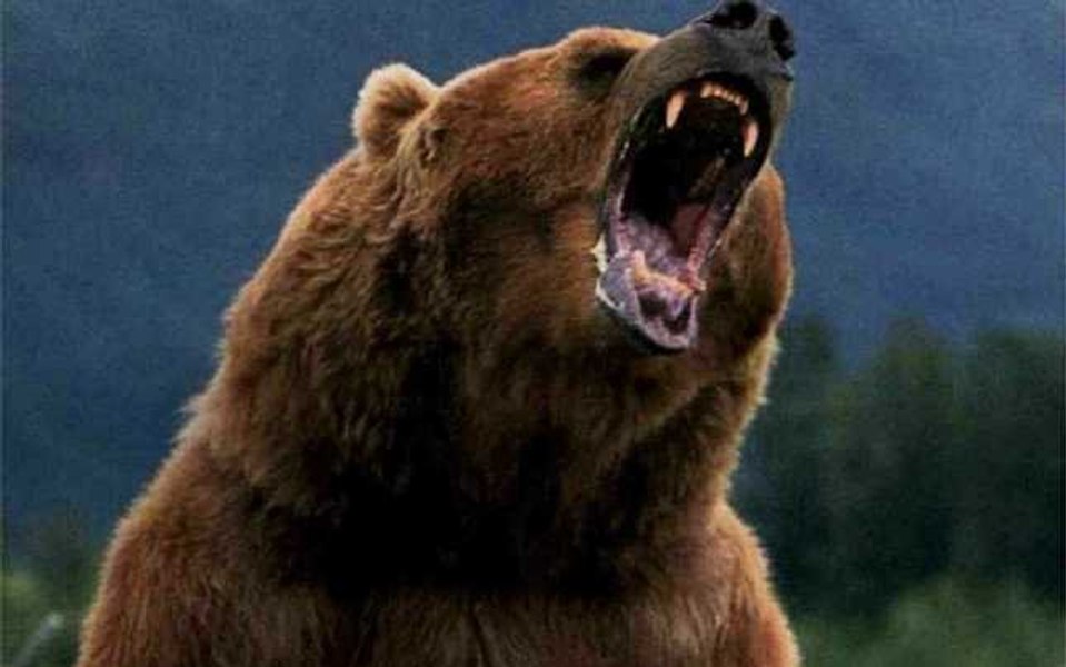 Un urs grizzly a atacat elevi și profesori aflați în excursie în Canada. O persoană a murit și alte 11 sunt rănite