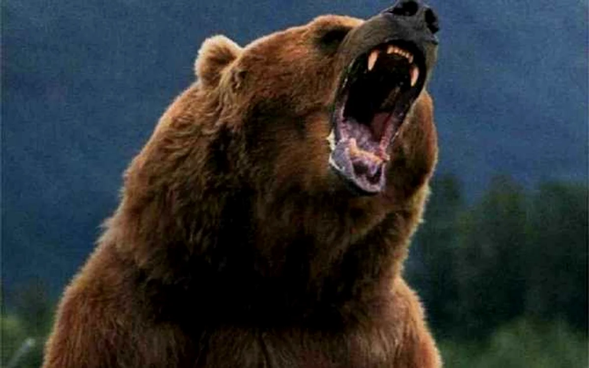 Urs grizzly fioros FOTO: Adevărul (arhivă)