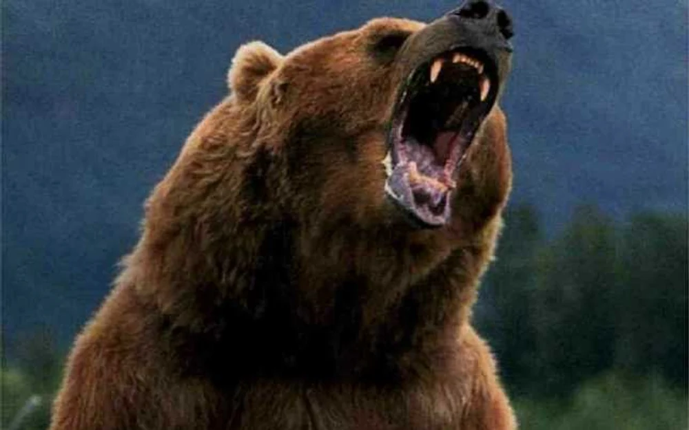 Un urs grizzly a atacat elevi și profesori aflați în excursie în Canada. O persoană a murit și alte 11 sunt rănite