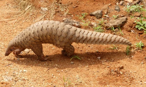 Beijingul interzice folosirea solzilor de pangolin în medicina tradițională chineză jpeg