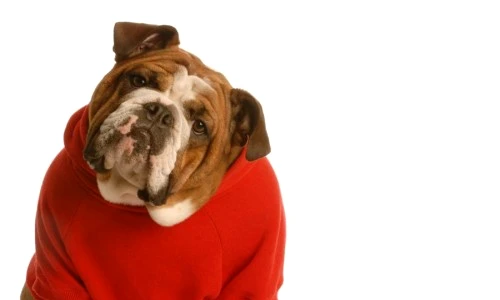 1 46641 original jpg jpeg